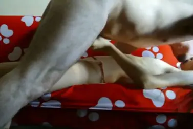 ABG Bispak Hotel Ngentot Brutal Panas